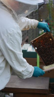 Die Bienen werden sorgfältig abgefegt und bekommen erst einmal ein provisorisches Zuhause. Bildnachweis: Amt für Verbraucherschutz und Veterinärwesen, Kreis Paderborn, Dr. Marlies Bölling